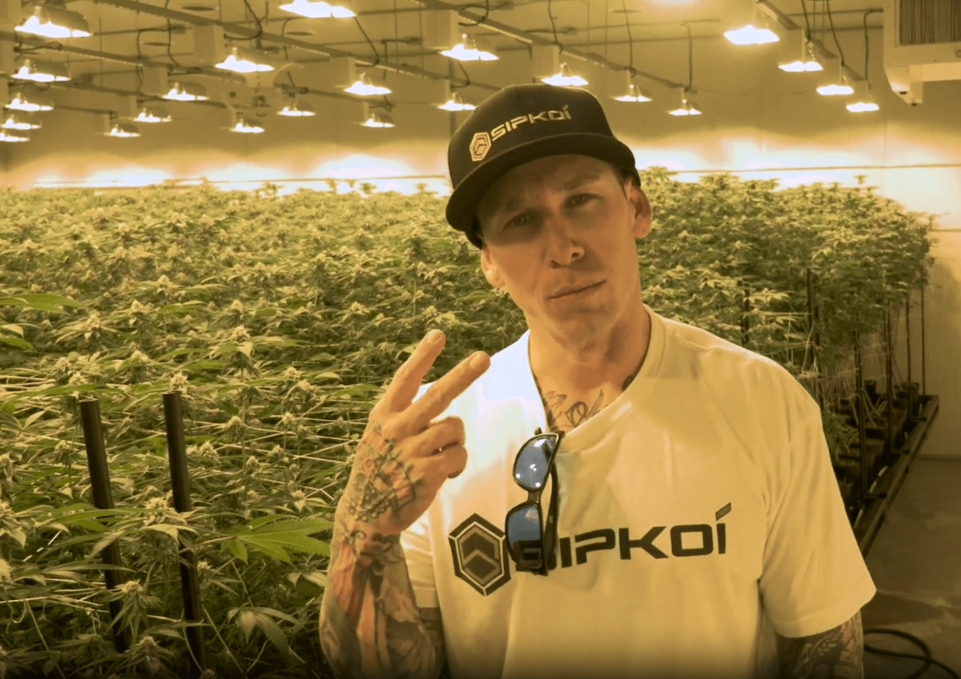 Inside view of Sipkoi's premium cannabis cultivation facility